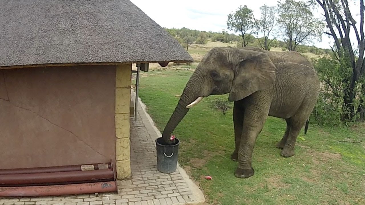 Elephant picks trash from the ground