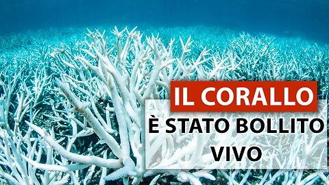 Il pianeta è in ebollizione per il surriscaldamento! Barriere coralline a rischio di estinzione