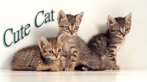 Cute Cat and other Animal