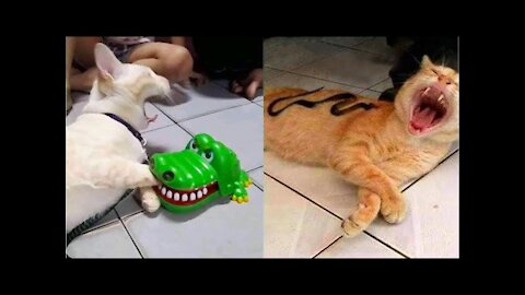 Funny cat Reacotin To Toy Cat
