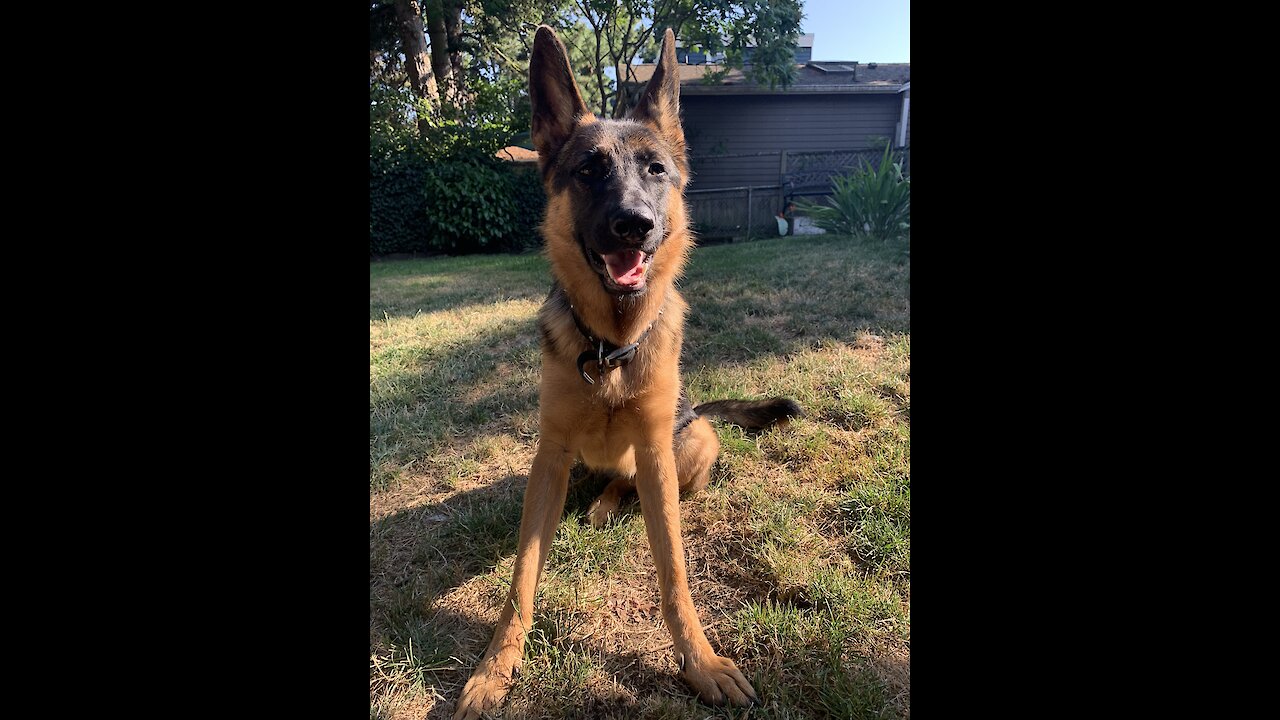 German Shepard Goes Crazy With Garden Hose