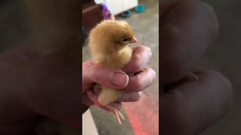 Hoover hatchery 4 day old chick who arrived via the post office would order again healthy