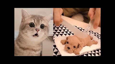 Cat Reaction to Cutting Cake - Funny Dog Cake Reaction 2021