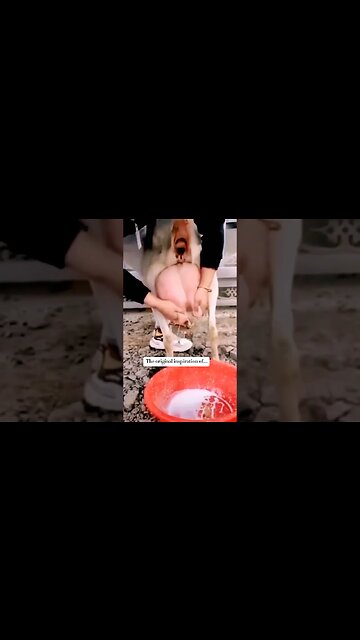 What's your favorite boba tea flavor?#bobatea#boba#珍珠奶茶#珍珠#奶茶#chinesebobatea#chinesetea#funnyfood