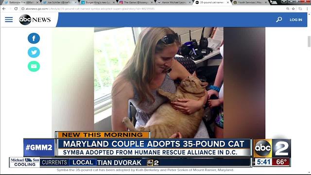 Md. couple adopts 35-pound cat