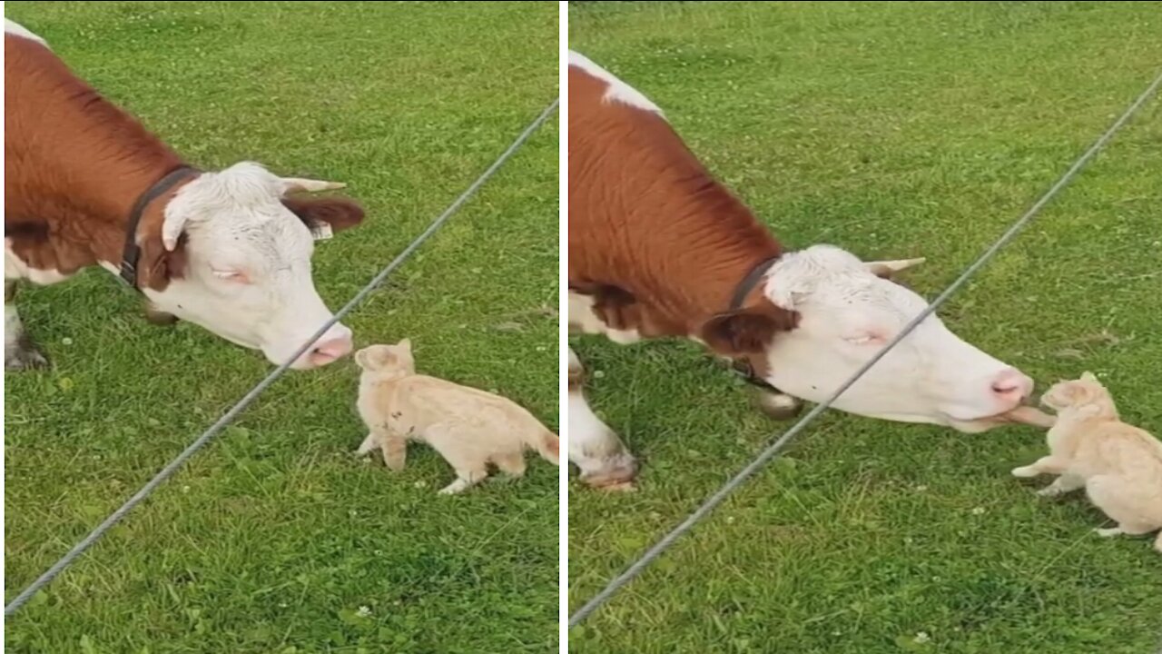 Cute Cat gets a lick from Cow