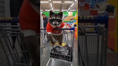 FILHO DO ROCKET 😂😂😂