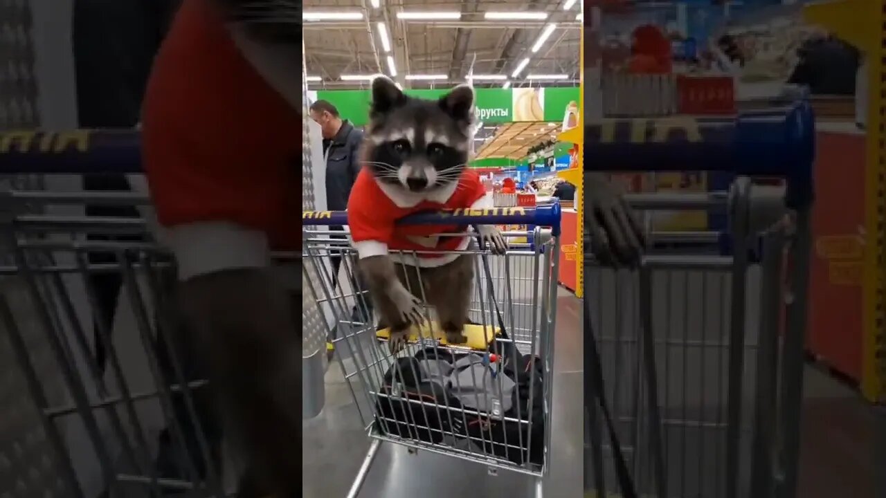 FILHO DO ROCKET 😂😂😂