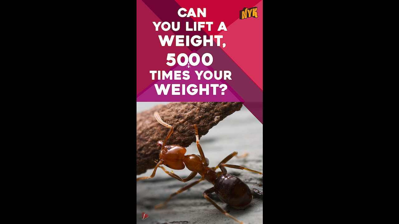 Do You Know These Antics of Ants ?