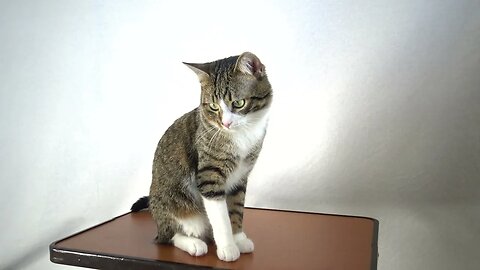 Cat Jumps off the Table