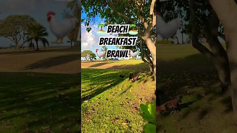 🏝️BEACH🐓BREAKFAST BRAWL🥊