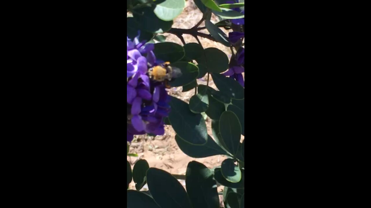 Mountain Laurel