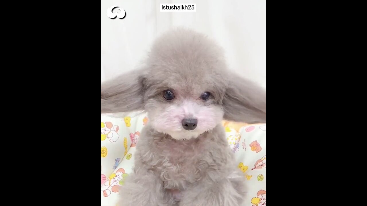 This Poodle Has The Most Satisfying Hair Routine!