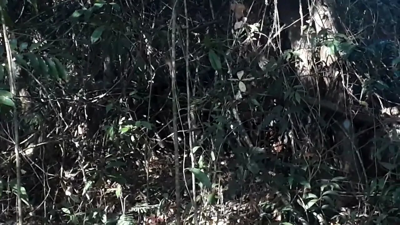 FLORESTA