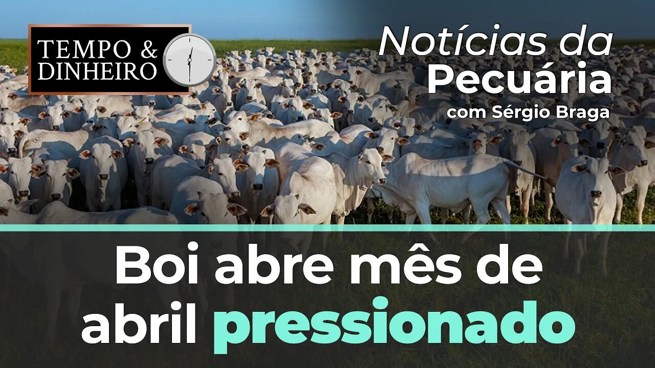 Boi abre mês de abril pressionado. IBAMA quer retirada de 85 mil cabeças de gado no Amazonas.