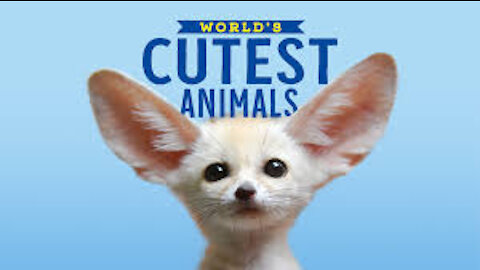 Top 10 CUTEST Animals you will find in 2021