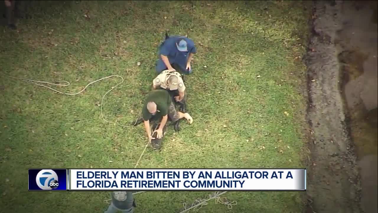 85-year-old man bitten by alligator in Florida