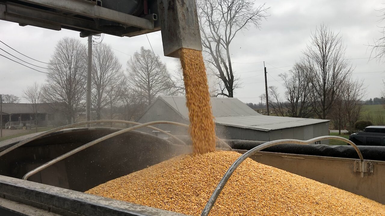 Loading Corn onto Semi