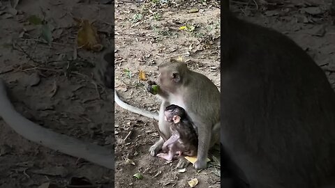 Monkey's lifestyle in Angkor Wat temple premise