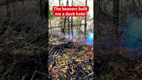 The beavers built me a duck hole!