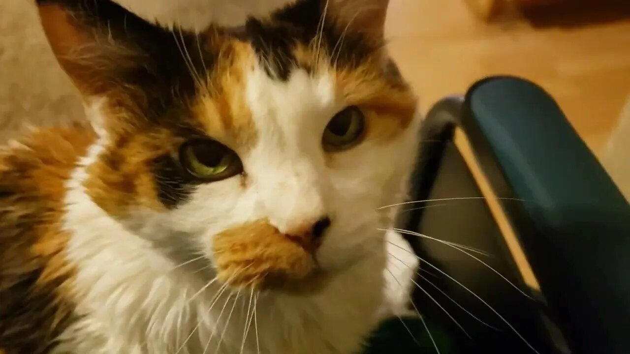 Cutest cat in the world rides Wheelchair!