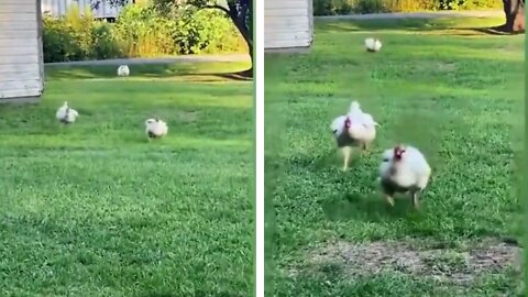 funny chickens run )))