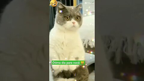 Gato Bartolomeu Tunico 😸