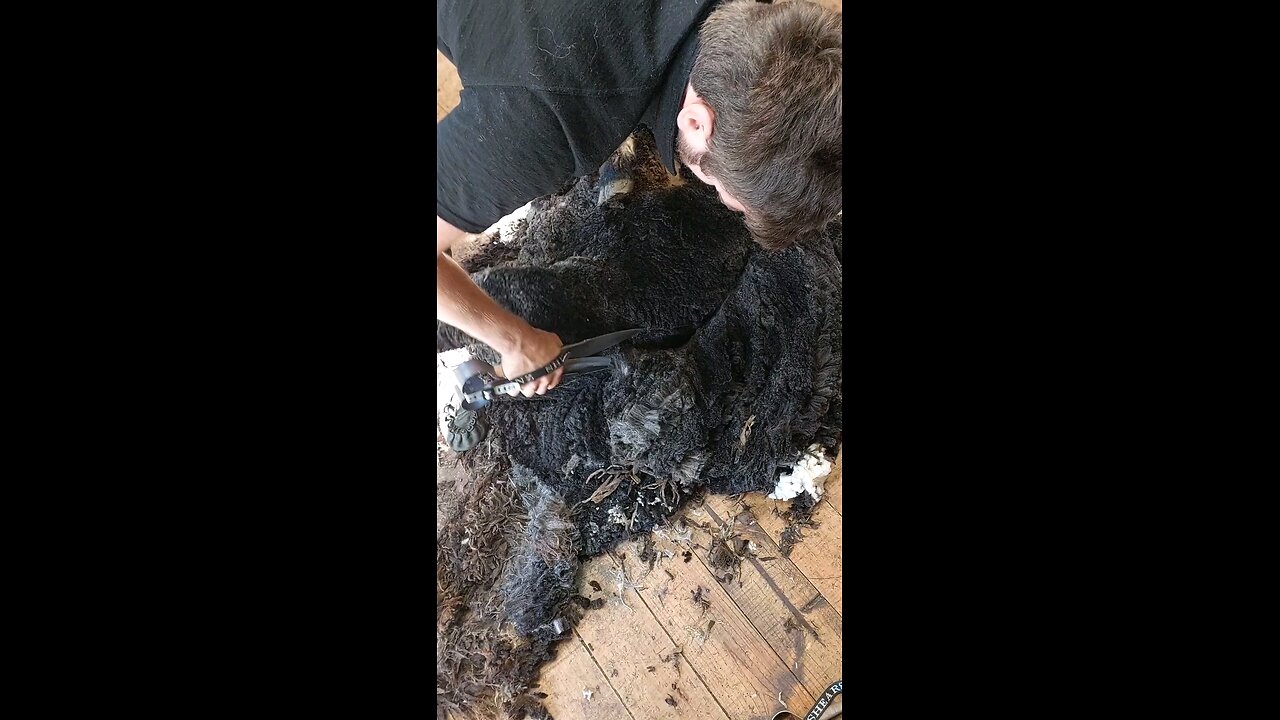 Blade shearing ASMR horned black ram