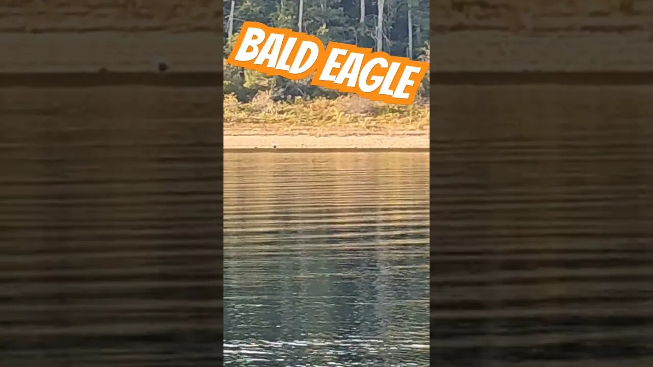 Bald Eagle getting a drink. #shorts #baldeagles #eagles #wildlife #nature #fishing #kayak