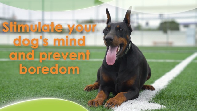 Stimulate your dog's mind and prevent boredom
