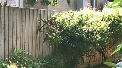 Rainbow Lorikeets enjoying a feed