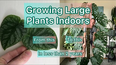 Growing Large Plants Indoors #tutorial #monsteradubia