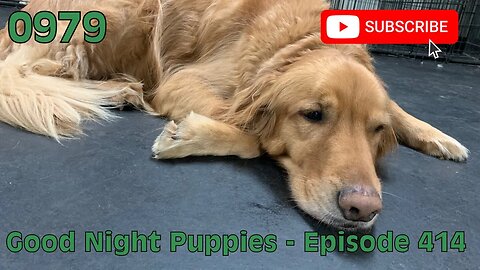 [0979] GOOD NIGHT PUPPIES - EPISODE 414 [#dogs #doggos #doggos #puppies #dogdaycare]