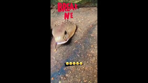 Breaking News A very scary snake was found 😱😱🏴‍☠‍💀