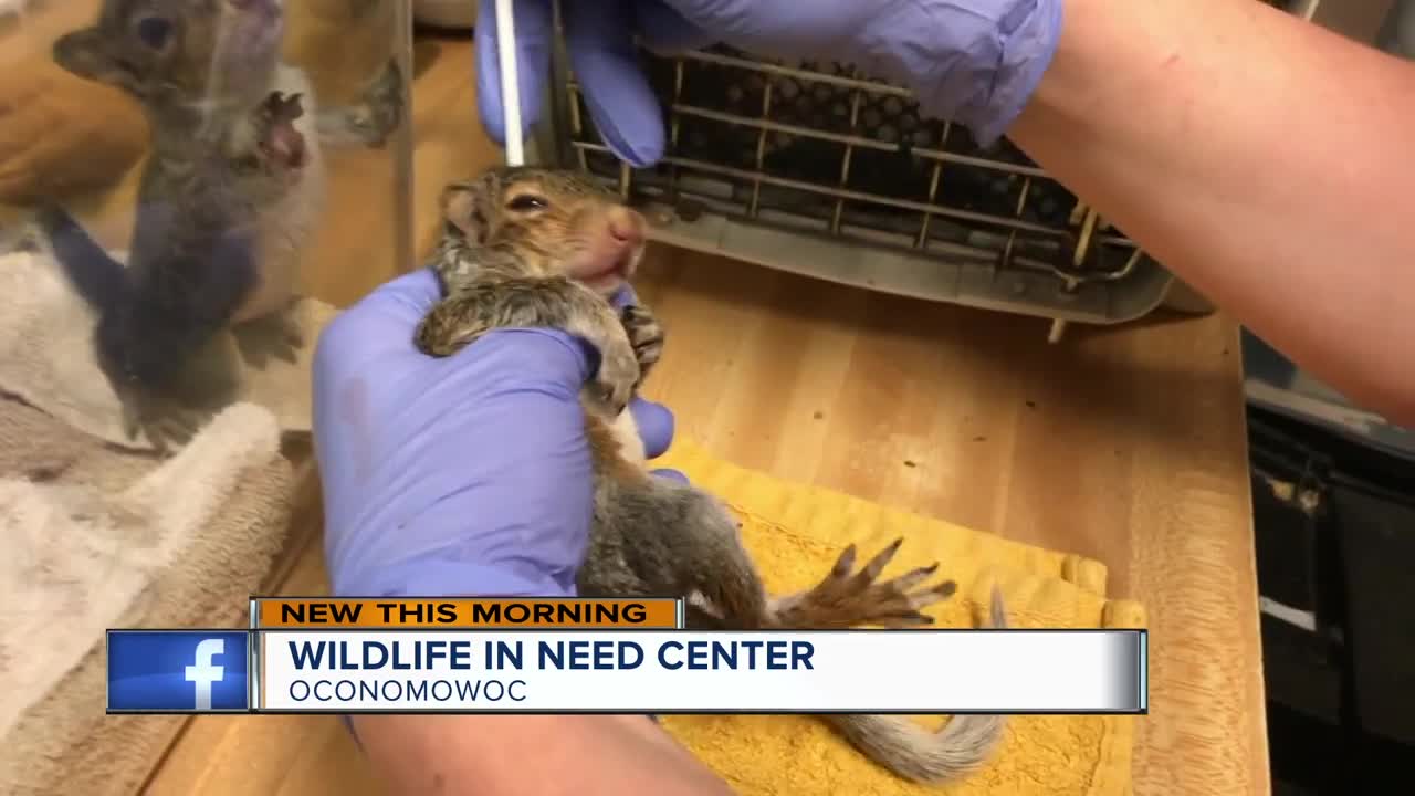 Oconomowoc Wildlife Center works to help animals in need