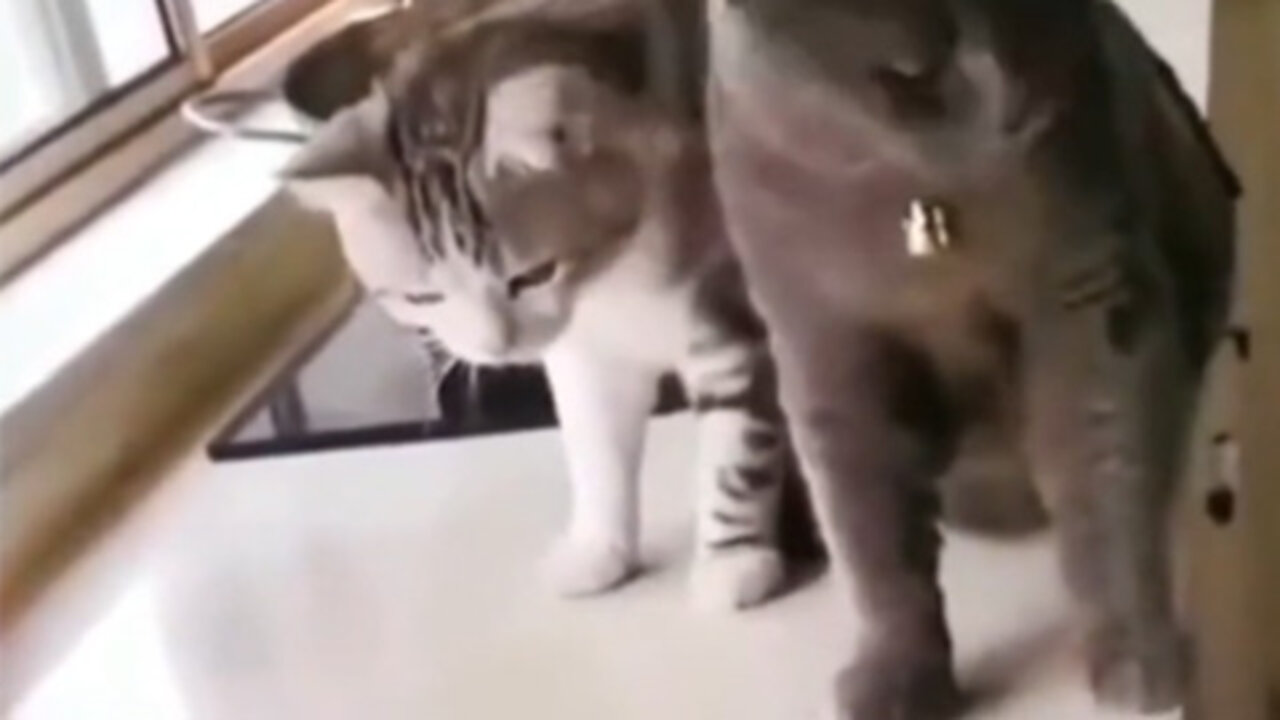 Cat scared by a fish