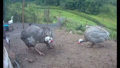 Farm surveillance of birds - Guinea Fowl!