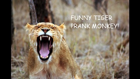 FAKE TIGER PRANK MONKEY