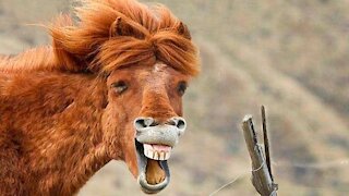 Cute And Funny Pets | Try Not To Laugh