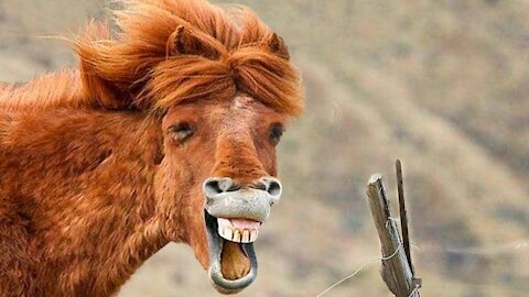 Cute And Funny Pets | Try Not To Laugh