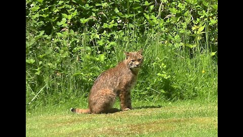 Bobcat Chilling Out On A Summer Day