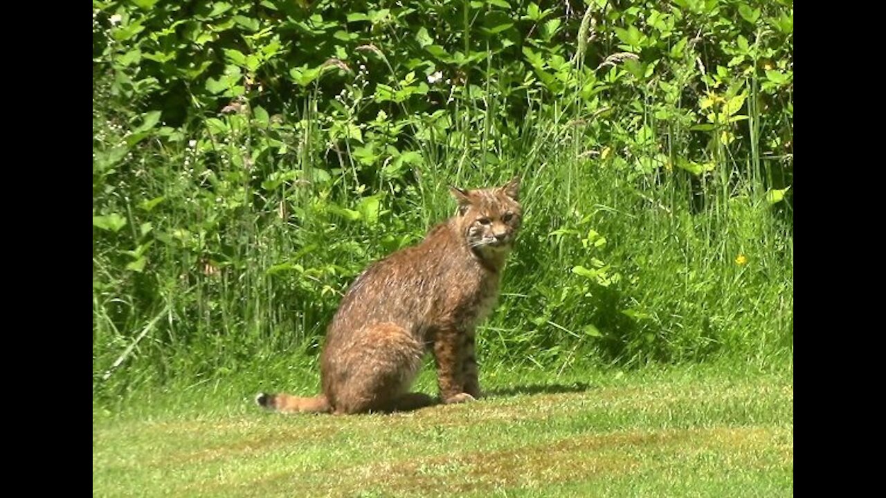 Bobcat Chilling Out On A Summer Day