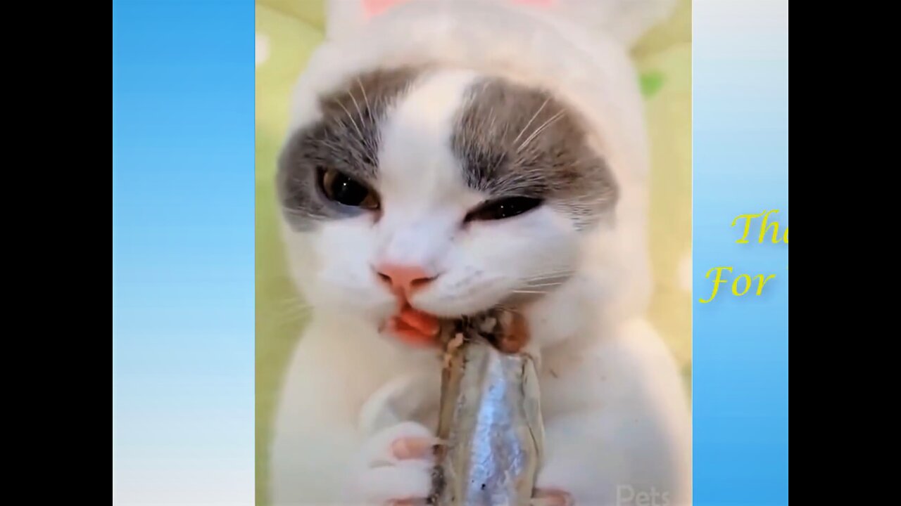 Cute Is Not Enough 😍 Funny Cats and Dogs Videos Compilation love animals