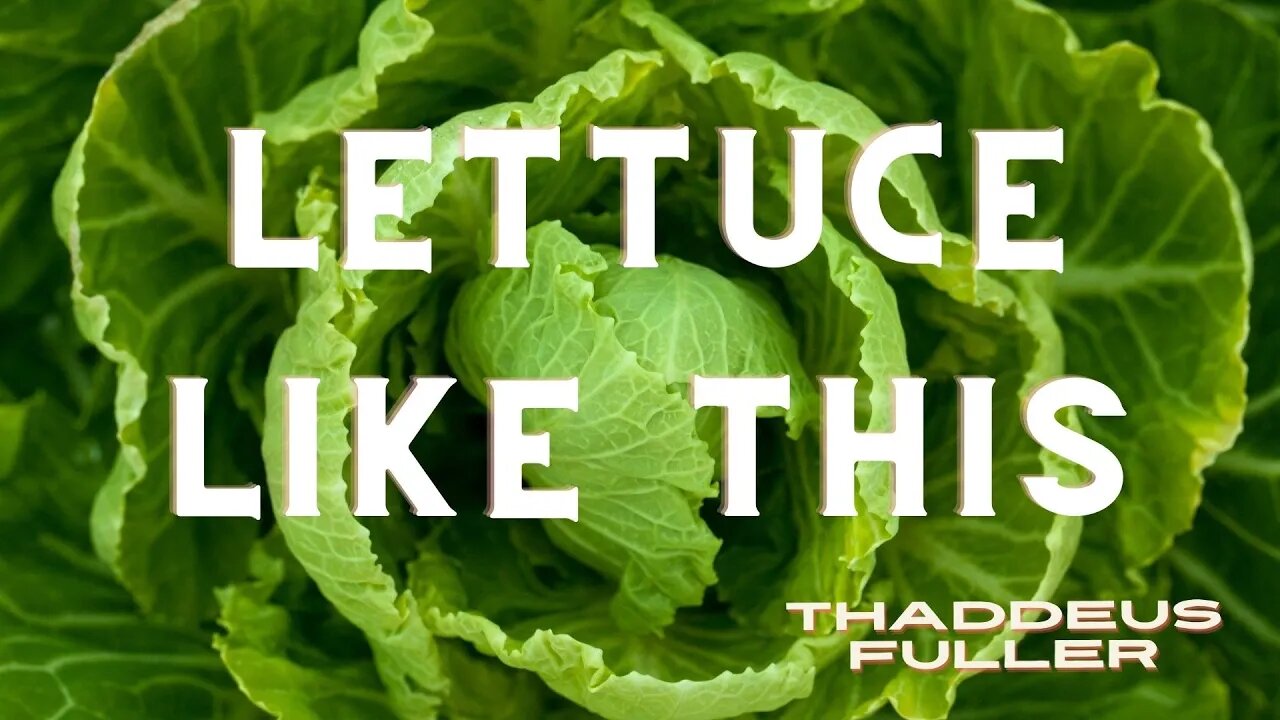 Lettuce Like This #Lettuce #FreshLettuce #LettuceLikeThis