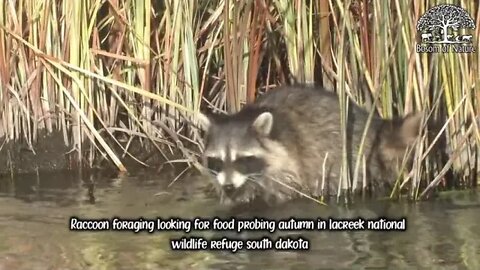 Raccoon foraging looking for food probing autumn in lacreek national wildlife refuge south dakota