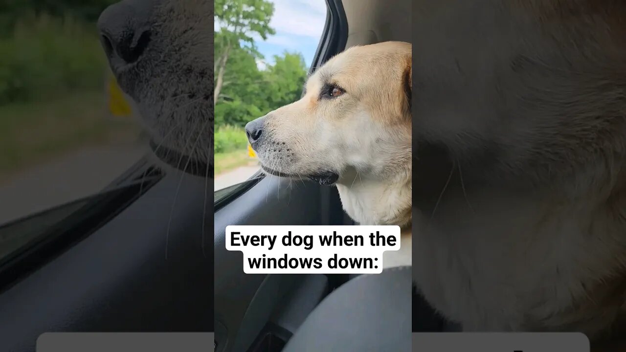 This is every dogs dream