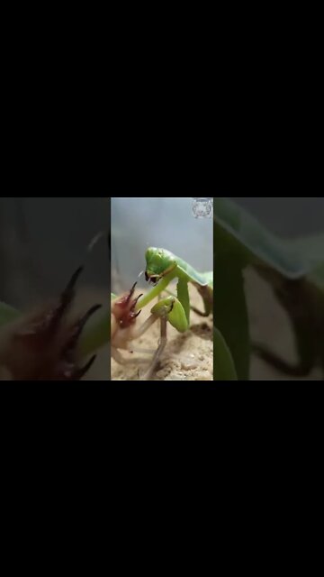 Camel spider VS Praying mantis