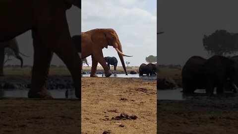 Paraiso para os Elefantes #shorts