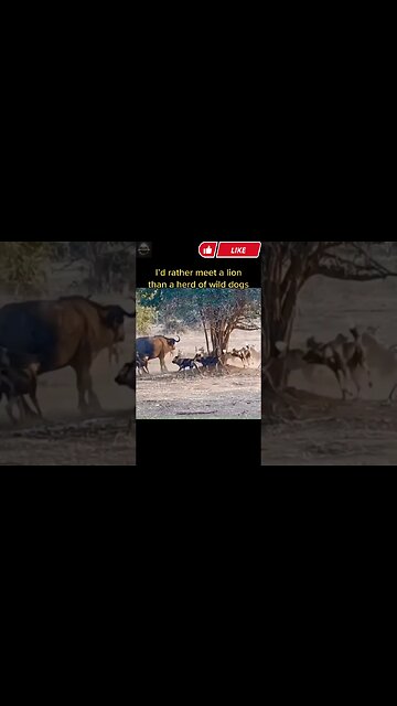 Exploring the Wonders of Wildlife: #shorts