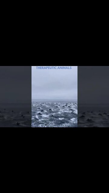 Magical Moment With Army of Dolphins